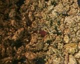 ごはんが進む★ゴーヤのカレー焼チーズ！作り方2写真