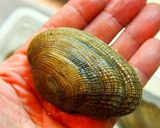 物集女筍と厚岸の大粒アサリで炊き込みご飯作り方1写真