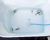 手長エビの素揚げと海鮮クラムチャウダー!作り方2写真