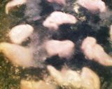 鶏サラダ作り方3写真