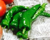 万願寺とうがらしの甘辛炒め作り方1写真