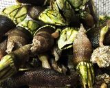 亀の手の塩茹で作り方3写真