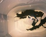 漬け物麦茶ポットで楽々に作り方1写真