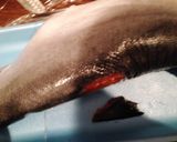 サーモンの醤油漬け♡+魚の捌き方♪作り方3写真