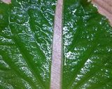 簡単なすの浅漬け作り方3写真