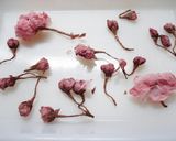❀春の香りฺ❀ふんわりฺ♡さくらパウダー作り方5写真
