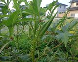 最速の薬効の高いオクラのタタキ作り方1写真
