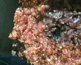 弁当にぴったりしっとり肉そぼろ作り方1写真