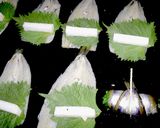 チカのロール唐揚げ～大葉・長芋～（^^♪作り方3写真