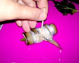 チカのロール唐揚げ～大葉・長芋～（^^♪作り方4写真