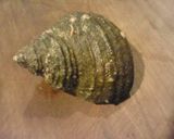 さざえご飯作り方1写真