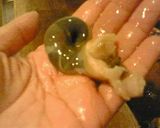 さざえご飯作り方6写真