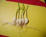 揚げるだけ!発芽ニンニクチップ☆作り方1写真