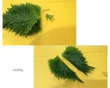 さんまの大葉はさみ焼き作り方2写真