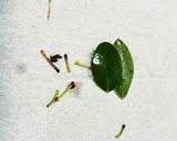 我が家のブルーベリージャム作り方1写真