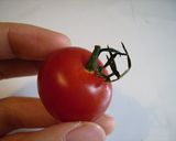 プチトマトのミニりんご作り方4写真