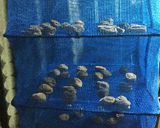 梅干し作り作り方13写真