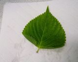 えごまの葉の醤油漬＆えごまの葉おにぎり作り方2写真
