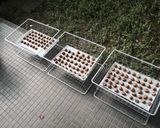 男の梅干し作り！作り方8写真