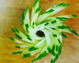 京都嵯峨の菊花きゅー作り方2写真