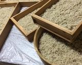 自家製麹で麦味噌作り作り方6写真