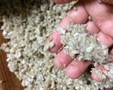 自家製麹で麦味噌作り作り方15写真