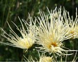 京都嵯峨の菊花きゅー作り方7写真