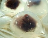 簡単！グリンティーで水まんじゅう作り方9写真