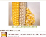 生とうもろこし簡単粒の取り方冷凍下準備作り方17写真
