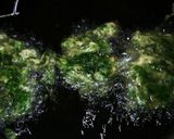 味噌味のしそ天ぷらと食べるつけそうめん作り方4写真