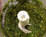 自家製のゆず胡椒作り方3写真