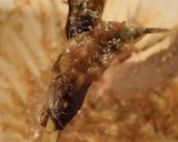 少し甘口の山椒味噌deカジカ田楽作り方5写真