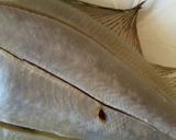 魚の干物を食べやすく〜かれいver.〜作り方3写真