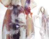 烏賊のイカしたさばき方いかが？うまい！笑作り方4写真