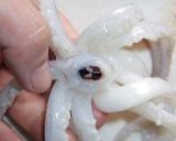 烏賊のイカしたさばき方いかが？うまい！笑作り方25写真