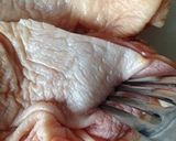 定番調味料だけで♪簡単チキンハヤシライス作り方1写真
