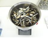 粉末いりこ作り｜粉砕機ハイスピードミル作り方1写真