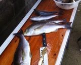 冷蔵庫で作る美味しい魚の干物作り方1写真
