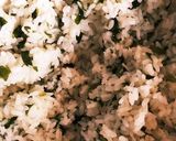 懐かしの味☆給食のわかめごはん作り方6写真