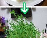簡単中華☆豆苗のニンニク炒め！作り方4写真