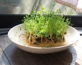 簡単中華☆豆苗のニンニク炒め！作り方5写真