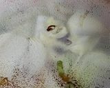 簡単♡レンジ減圧調理！コリコリ白菜と玉葱作り方14写真