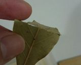 簡単！キュウリのピクルス作り方3写真