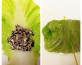 和風ロール白菜 柚子こしょう風味作り方4写真