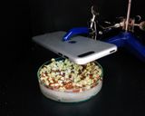 SF "Cinema Salad"作り方4写真