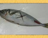 鯵の下処理→塩焼き～っ >゜)))彡作り方8写真