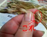 春限定！つくしの天ぷら作り方1写真