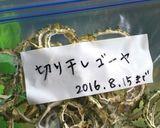 簡単に☆切り干しゴーヤの甘辛きんぴら作り方1写真