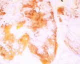 ササミの薄い竜田揚げ♥お弁当にもgood作り方5写真