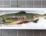 【郷土料理】鮭の焼漬け作り方1写真